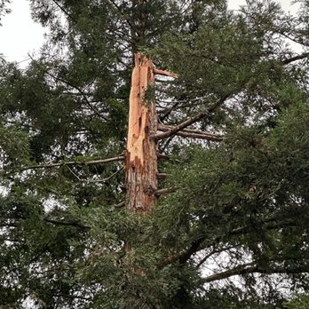 Tree of Eden - Tree Services Near Me - Chico, California
