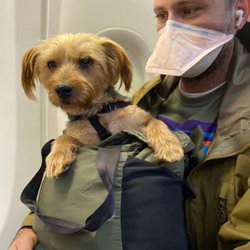 Cameron Animal Hospital - Sweet Lou