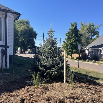 T's Trees - New Blue Spruce - Tree Services Near Me T's Trees - New Blue Spruce - Tree Services Near Me