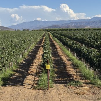 BOTTAIA Winery - Wine Tasting Room Near Me - Temecula, California