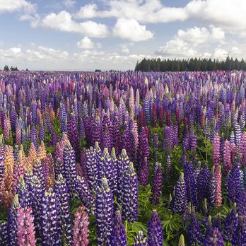 Silverton Wildflower Tours - Russell lupine field - Bus Tours Near Me - Silverton, Oregon