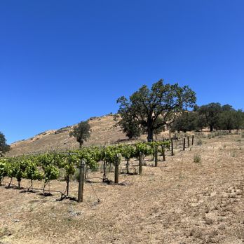 Rancho De Los Viajeros Vineyard - Ilda's grapes. - Wine Tasting Room Near Me - Tehachapi, California Rancho De Los Viajeros Vineyard - Ilda's grapes. - Wine Tasting Room Near Me - Tehachapi, California