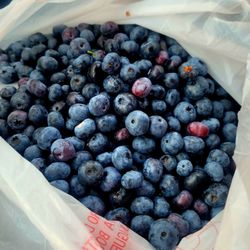 Organic Blueberries