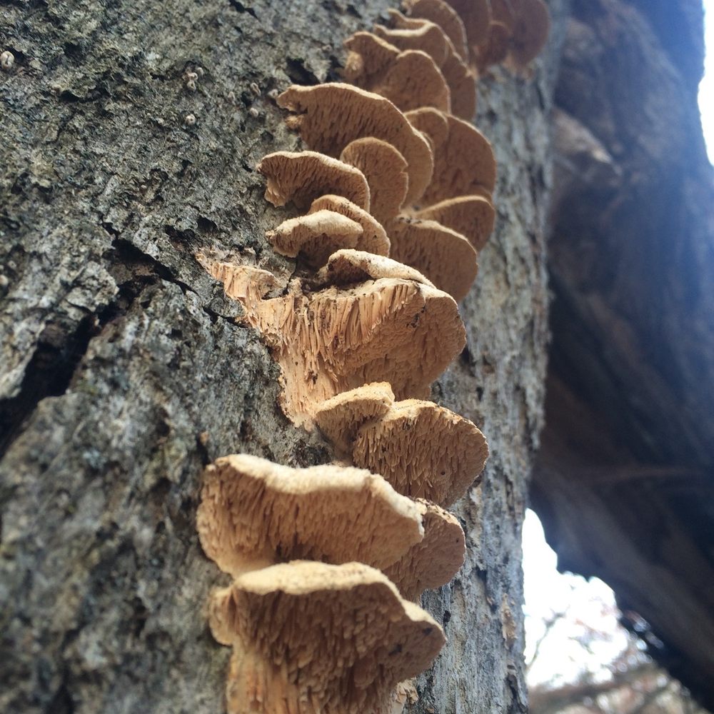 Magnolia Bluff Park - Pretty cool fungi formation! - Parks Near Me - Evansville, Wisconsin Magnolia Bluff Park - Pretty cool fungi formation! - Parks Near Me - Evansville, Wisconsin
