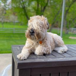 Our beloved Riley Our beloved Riley