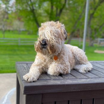 Veterinary Emergency Group - Our beloved Riley - Emergency Pet Hospital Near Me - Schaumburg, Illinois