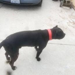 My doggie prince got a new Kong Brand Collar from this location! It was only $20 My doggie prince got a new Kong Brand Collar from this location! It was only $20
