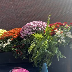 Luna of Ada - Patio flowers