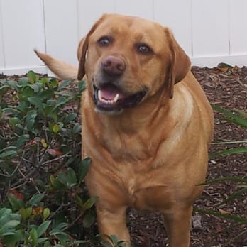 Pet Play-Cation Pet Sitting - Dog Walkers Near Me - Osprey, Florida Pet Play-Cation Pet Sitting - Dog Walkers Near Me - Osprey, Florida