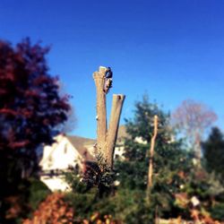 Urban Tree Service