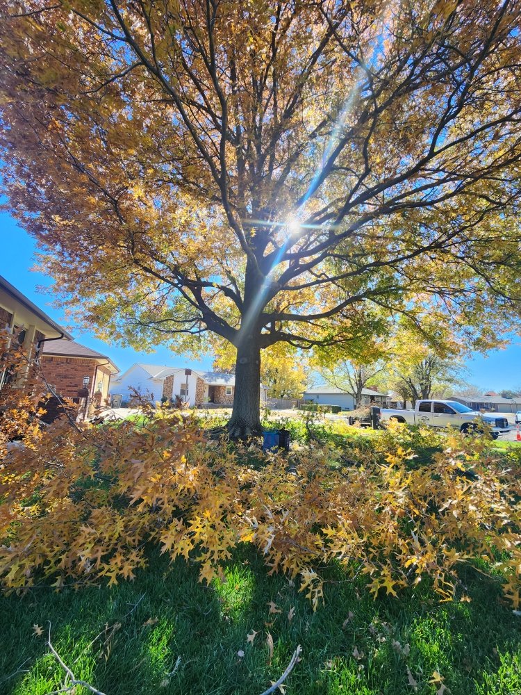 B & B TREE COMPANY Updated August 2024 18 Photos 1770 S Rock Rd