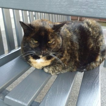 Mumm Napa - The super cute kitty cat. - Wine Tasting Room Near Me - Rutherford, California