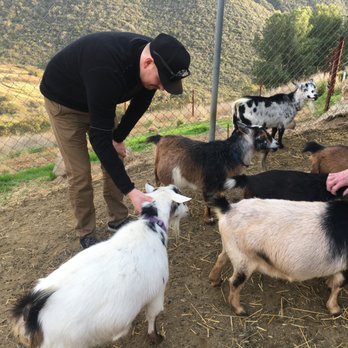 Morning Song Farm - Feeding the goats - they're so friendly! - Bed & Breakfast Near Me - Rainbow, California Morning Song Farm - Feeding the goats - they're so friendly! - Bed & Breakfast Near Me - Rainbow, California