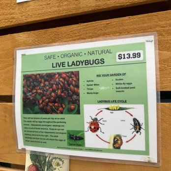 Stafford Ridge Nursery - Live ladybugs for sale - Nurseries & Gardening Near Me - West Linn, Oregon Stafford Ridge Nursery - Live ladybugs for sale - Nurseries & Gardening Near Me - West Linn, Oregon