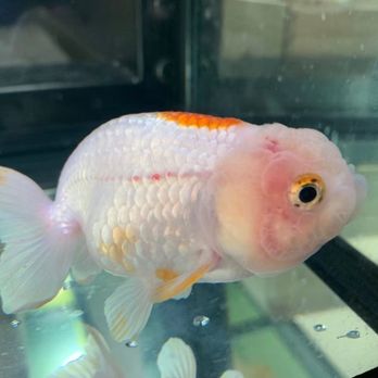 Golden Aquarium - Store sold me medicine past expiration date. After 5 weeks of treatment fish is more ill. - Local Fish Stores Near Me - Chicago, Illinois