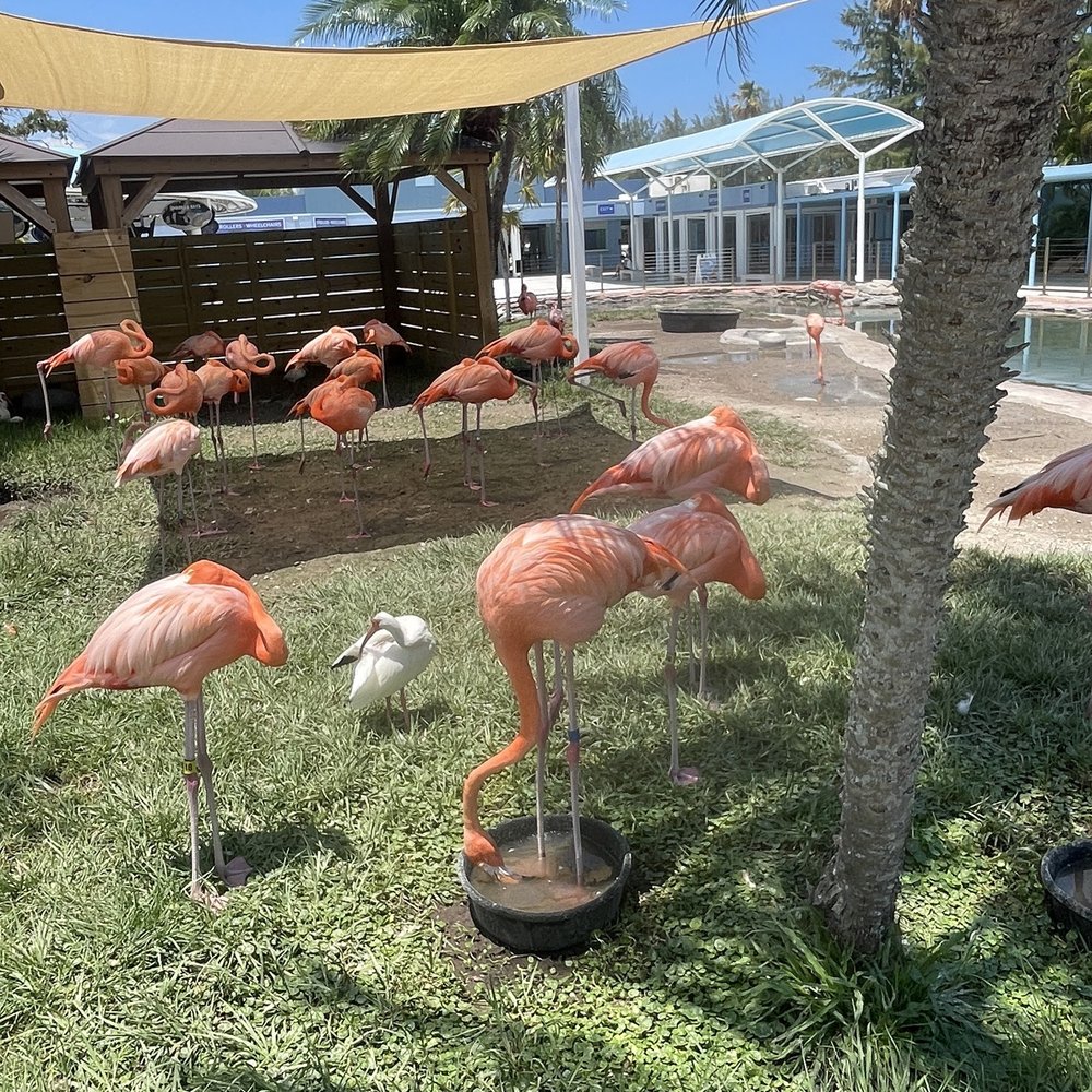 Miami Seaquarium - Flamingos - Aquariums Near Me - Miami, Florida Miami Seaquarium - Flamingos - Aquariums Near Me - Miami, Florida