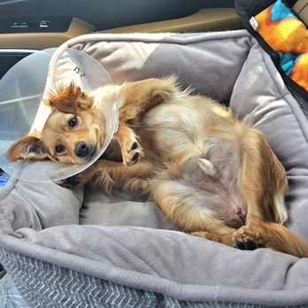 Rivers Veterinary - Captain post-op - Veterinarians Near Me - Los Angeles, California Rivers Veterinary - Captain post-op - Veterinarians Near Me - Los Angeles, California
