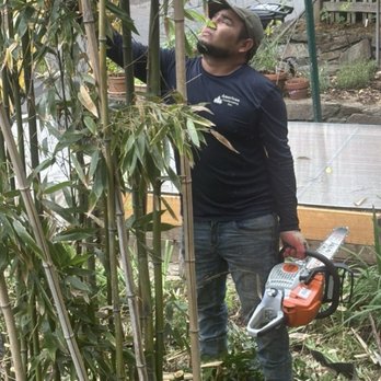 American Landscaping - Removing bamboo stalks with chain saw - Landscaping Near Me - Silver Spring, Maryland