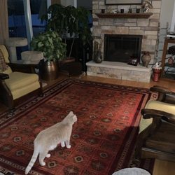 Shabahang Royal Carpet - The rug I fell in love with!