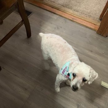My Dog's Heaven - So cute and clean!!! - Pet Groomers Near Me - Tooele, Utah