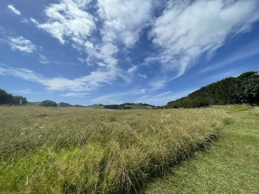 Te Motu Vineyard by null