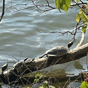 Antrim Park - Turtles! - Parks Near Me - Columbus, Ohio Antrim Park - Turtles! - Parks Near Me - Columbus, Ohio