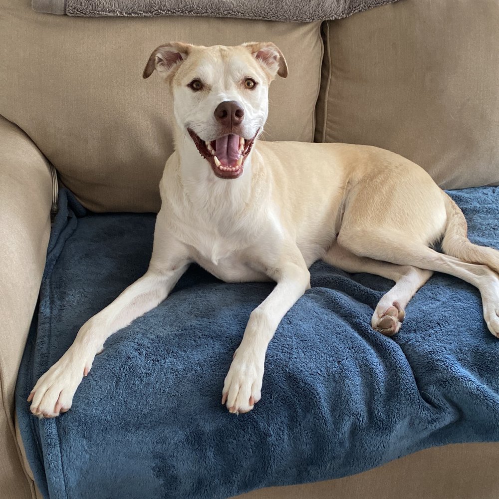 Dog Coach - Pet Training Near Me - Wenham, Massachusetts