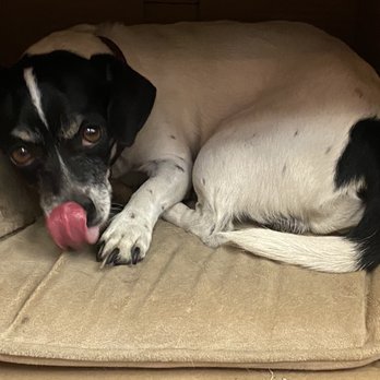 Ultimutt Pet Spa - Sad little buddy. - Pet Groomers Near Me - Ojai, California