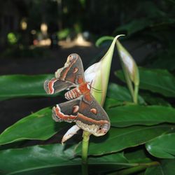 Kate's Fish Camp - A Hawk moth visits our ginger bloom. A rare and special moment.