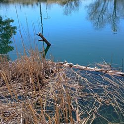 Elizabeth Park & Recreation District - Turtles at the pond