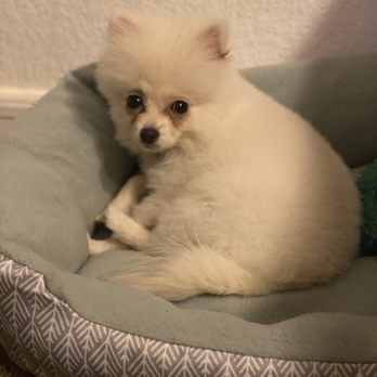 The Paw Spa - Pet Groomers Near Me - Bakersfield, California