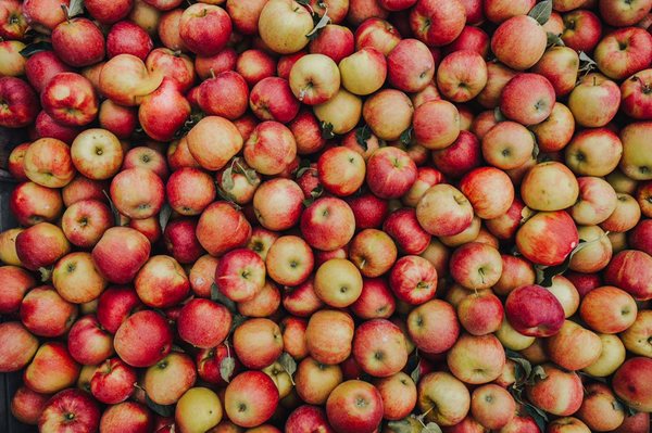 Apple Barrel Orchards by null