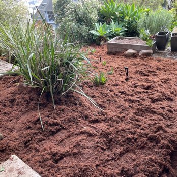 Flores Landscaping - Evergreen and blooming plants with Gorilla Hair Mulch installation - Landscaping Near Me Flores Landscaping - Evergreen and blooming plants with Gorilla Hair Mulch installation - Landscaping Near Me