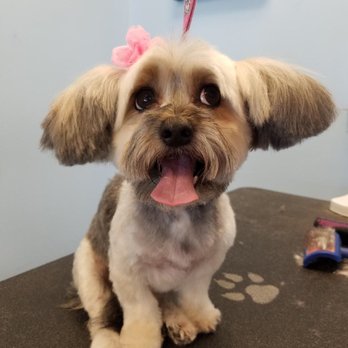 Mad About Dogs - I love that she looks happy at the groomers!  This almost never happens.  Thanks, Madeline! - Pet Groomers Near Me - Mesa, Arizona