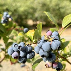 Valentine Blueberries