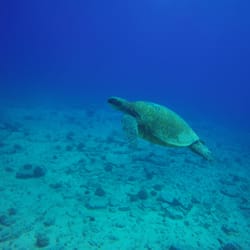 Deep Freediving Instruction