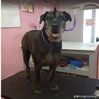 Snazzy Snouts Grooming - Pet Groomers Near Me - Carson City, Nevada Snazzy Snouts Grooming - Pet Groomers Near Me - Carson City, Nevada