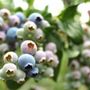 Photo of Goss Berry Farm