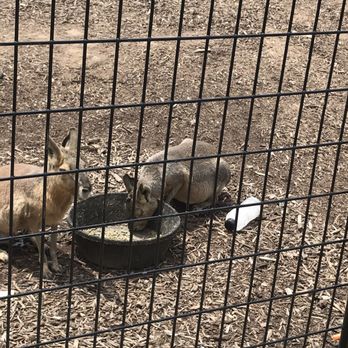 Nova Wild - Petting Zoos Near Me - Vienna, Virginia