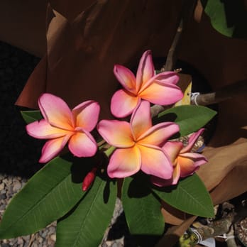 Jungle Jack's Palms, Plumerias & More - Milan - Nurseries & Gardening Near Me - Vista, California Jungle Jack's Palms, Plumerias & More - Milan - Nurseries & Gardening Near Me - Vista, California