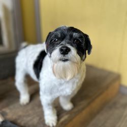 Kay's Mobile Pet Grooming - My heart dog Lucky all beautifully groomed and smelling amazing.