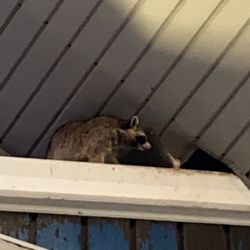 Addison Ice Arena - racoons in addison roof