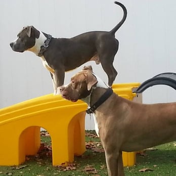 All American Pet Resorts - Pet Groomers Near Me - North Brunswick, New Jersey