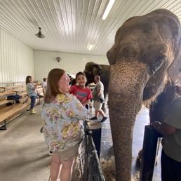 One of the elephants and my daughter and grandson One of the elephants and my daughter and grandson