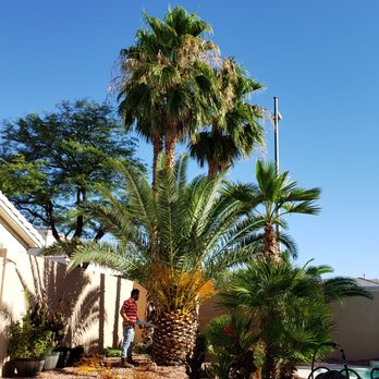 Treepro - Tree Services Near Me - Las Vegas, Nevada