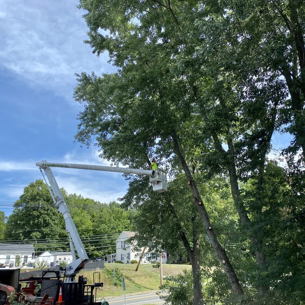 Woodmaster Tree Service - Tree Services Near Me - Wakefield, Massachusetts Woodmaster Tree Service - Tree Services Near Me - Wakefield, Massachusetts