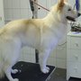 Photo of Hondentrimsalon Dogs & Hounds