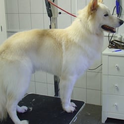Hondentrimsalon Dogs & Hounds