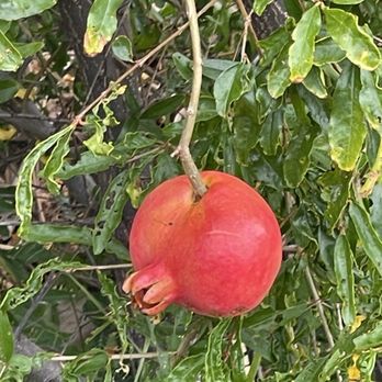 Maui Dragon Fruit Farm - Pomegranate - Fruits & Veggies Near Me - Lahaina, Hawaii Maui Dragon Fruit Farm - Pomegranate - Fruits & Veggies Near Me - Lahaina, Hawaii