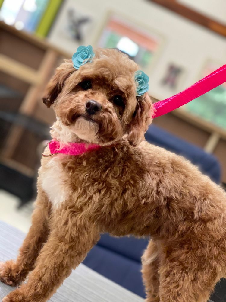 MUTT CITY GROOMING Updated September 2024 10 Photos 575 B McCoy